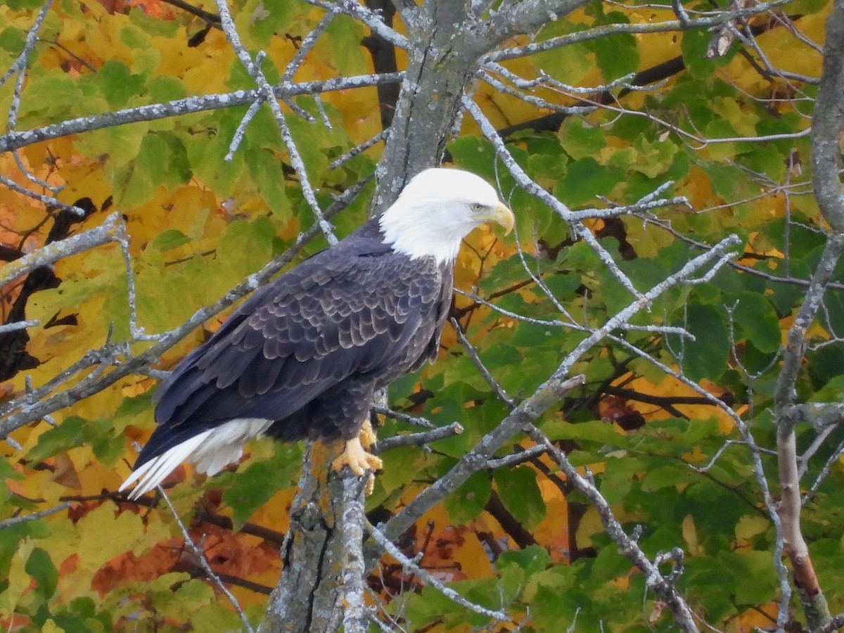 ハクトウワシ - ML644047657