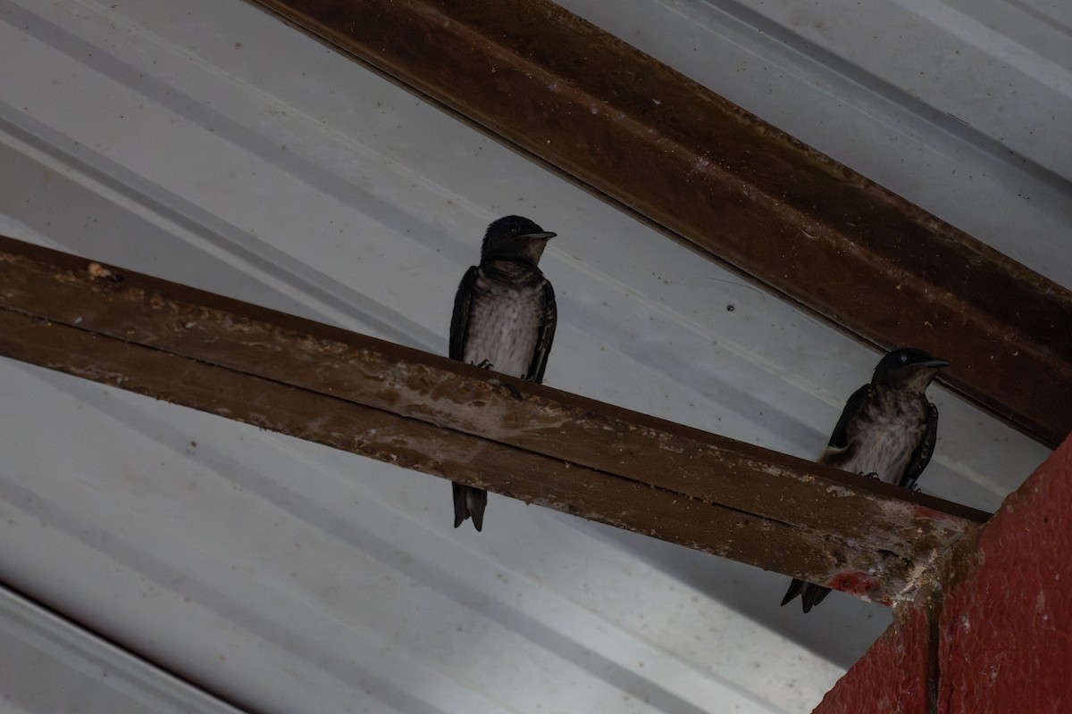 Gray-breasted Martin - ML644047658