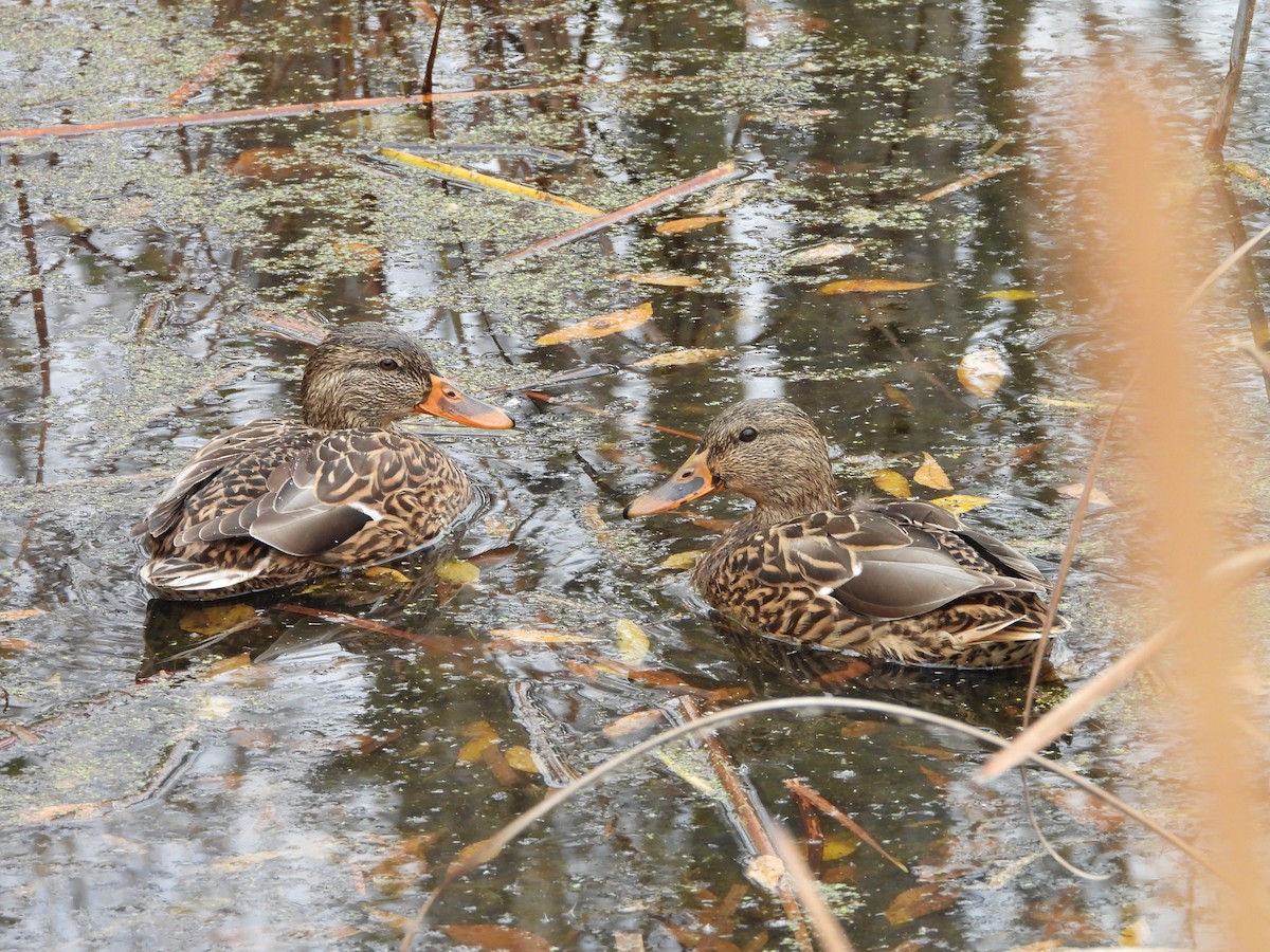 Mallard - ML644047660