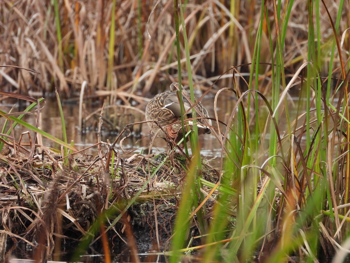 Mallard - ML644047664