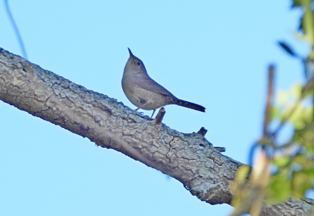 Northern House Wren - ML644047685