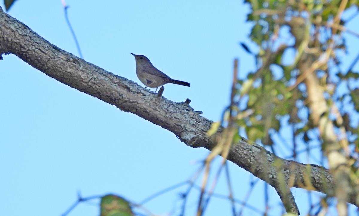 Northern House Wren - ML644047686