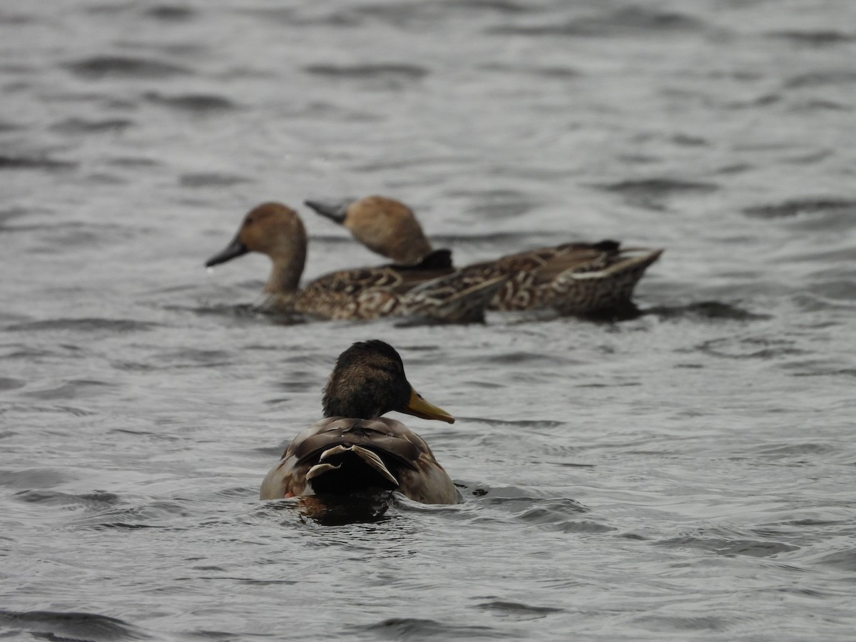 Mallard - ML644047691