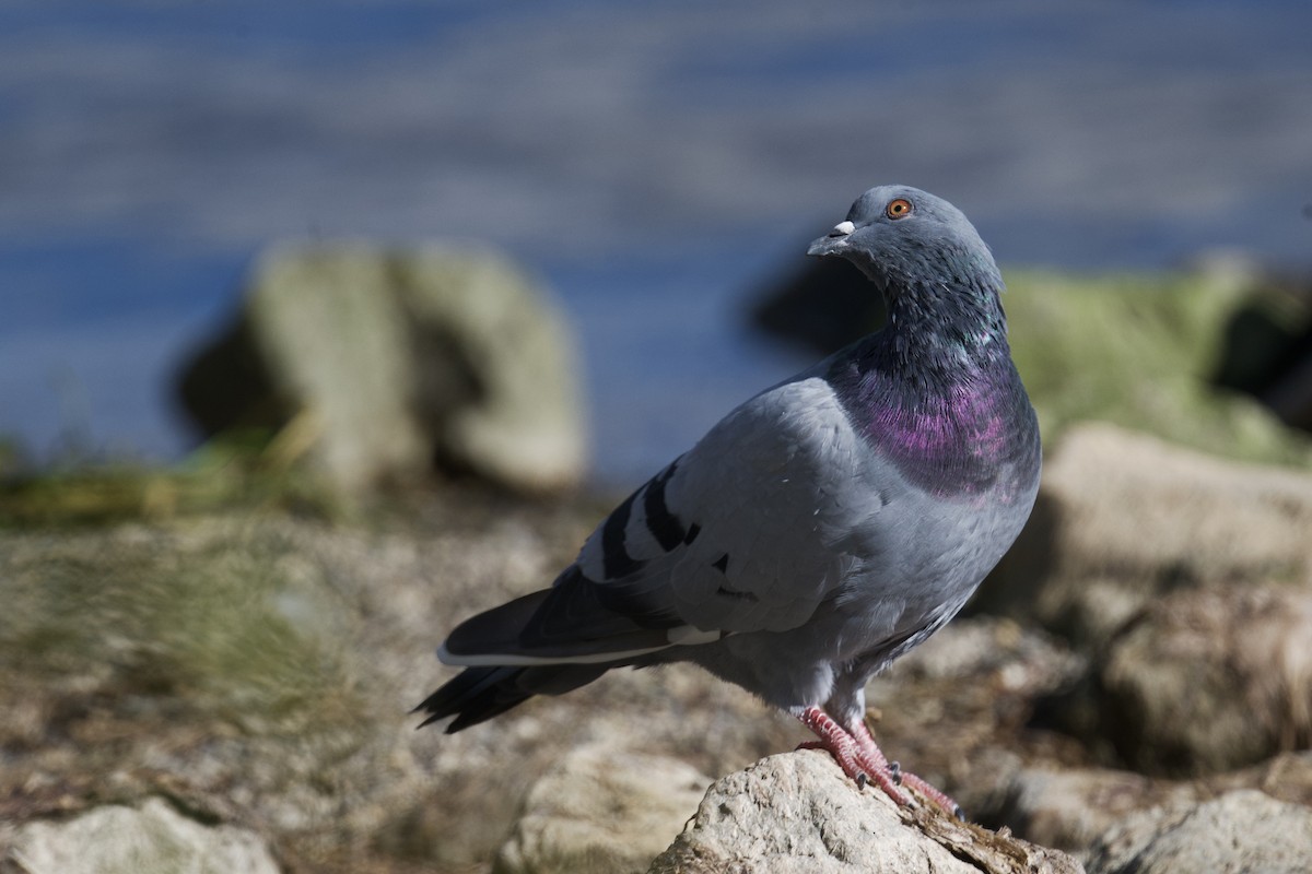 Rock Pigeon (Feral Pigeon) - ML644047697