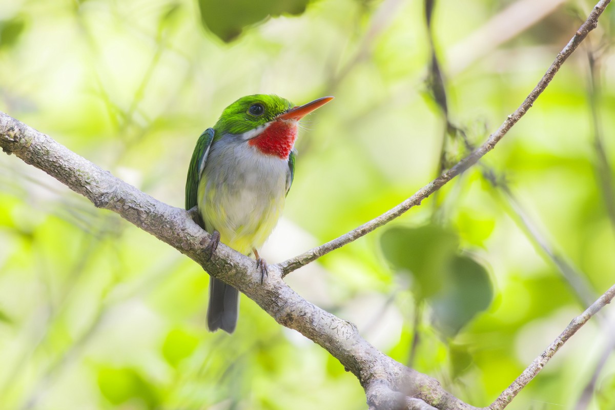 Puerto Rican Tody - ML644047700