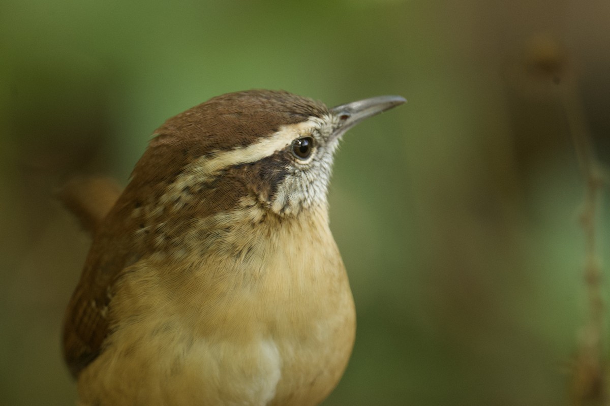 Carolina Wren - ML644047705