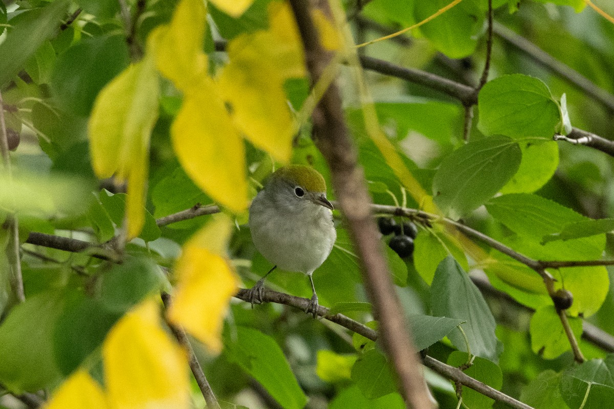 Chestnut-sided Warbler - ML644047715