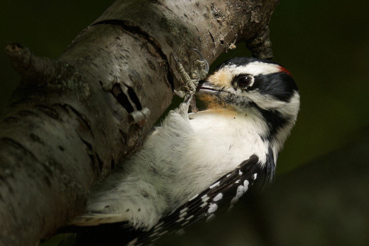Downy Woodpecker - ML644047717