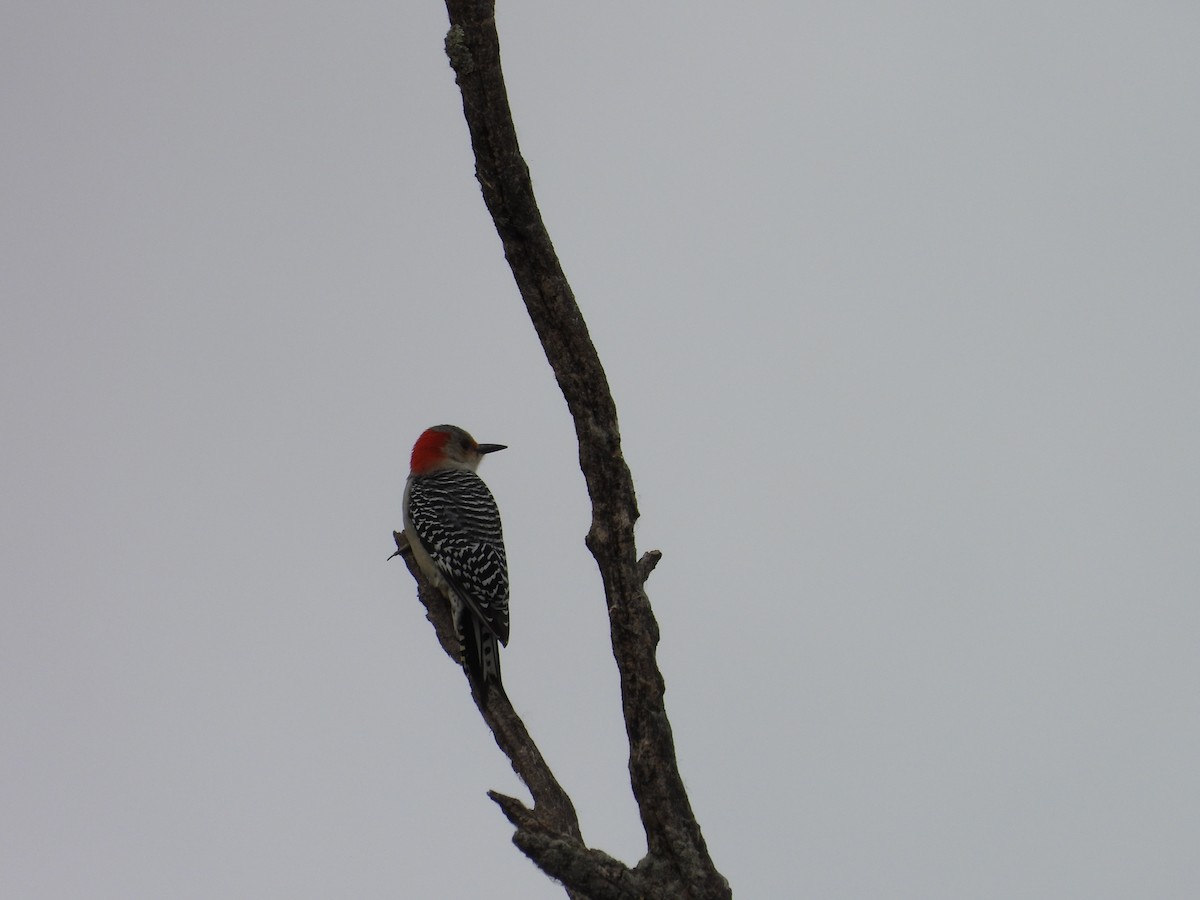 Red-bellied Woodpecker - ML644047721