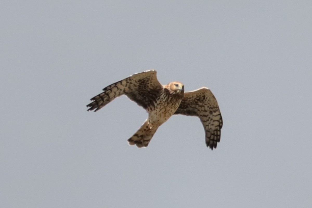 Northern Harrier - ML644047723