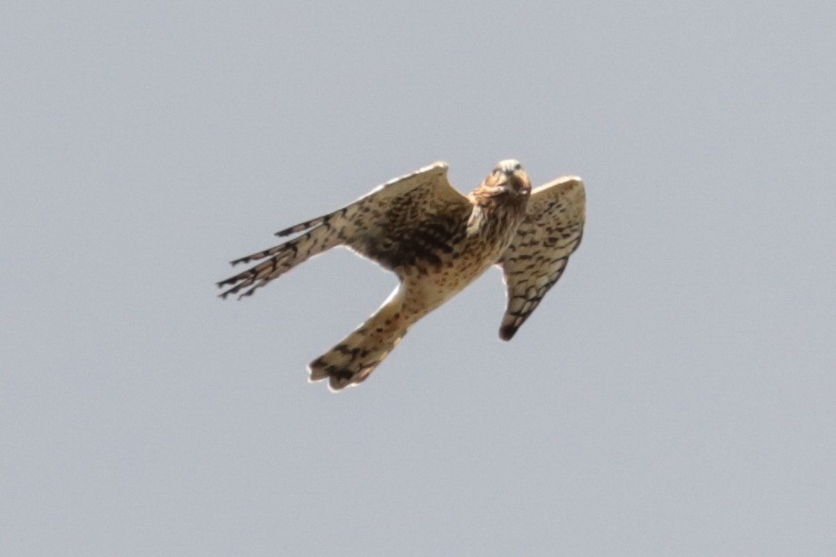 Northern Harrier - ML644047724