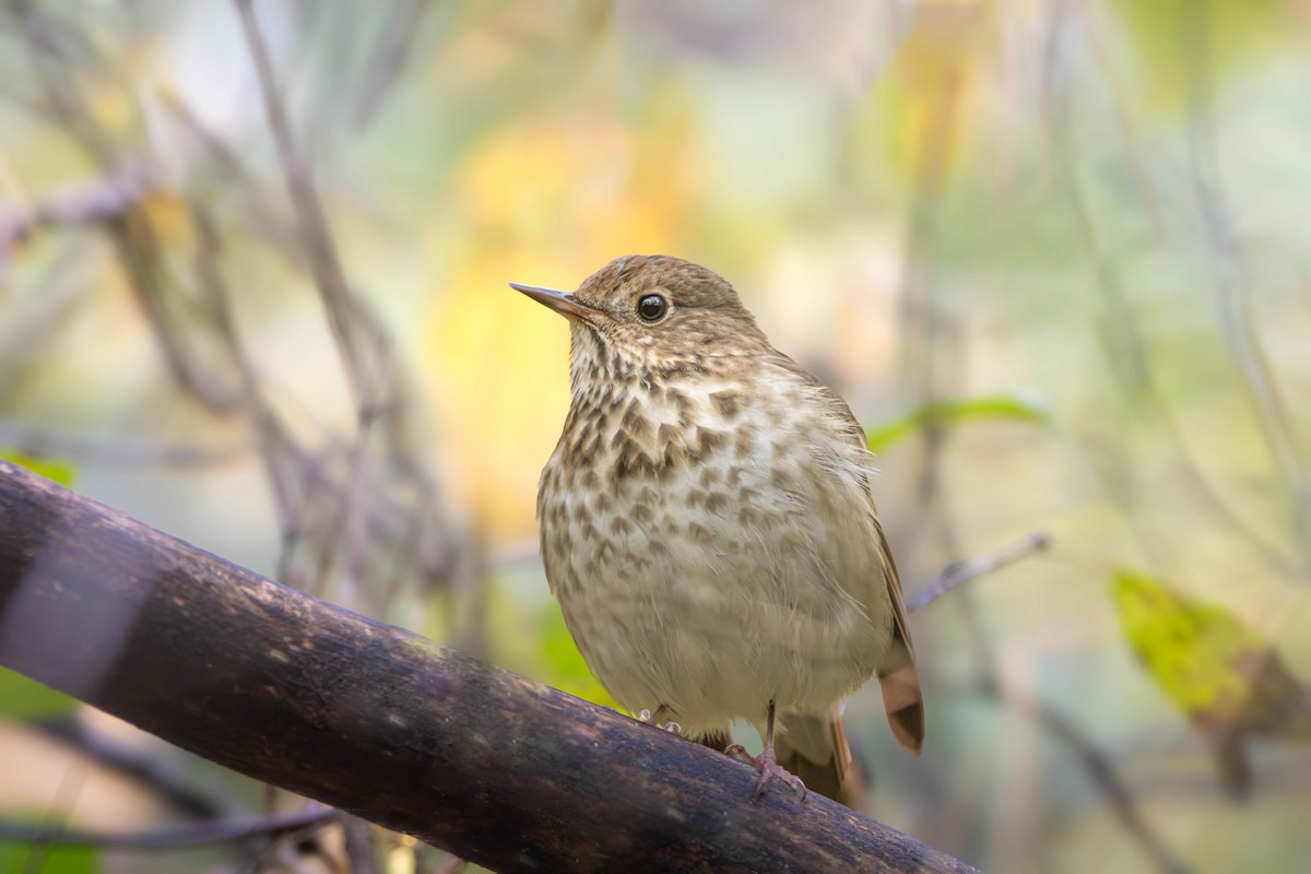 Hermit Thrush - ML644047725