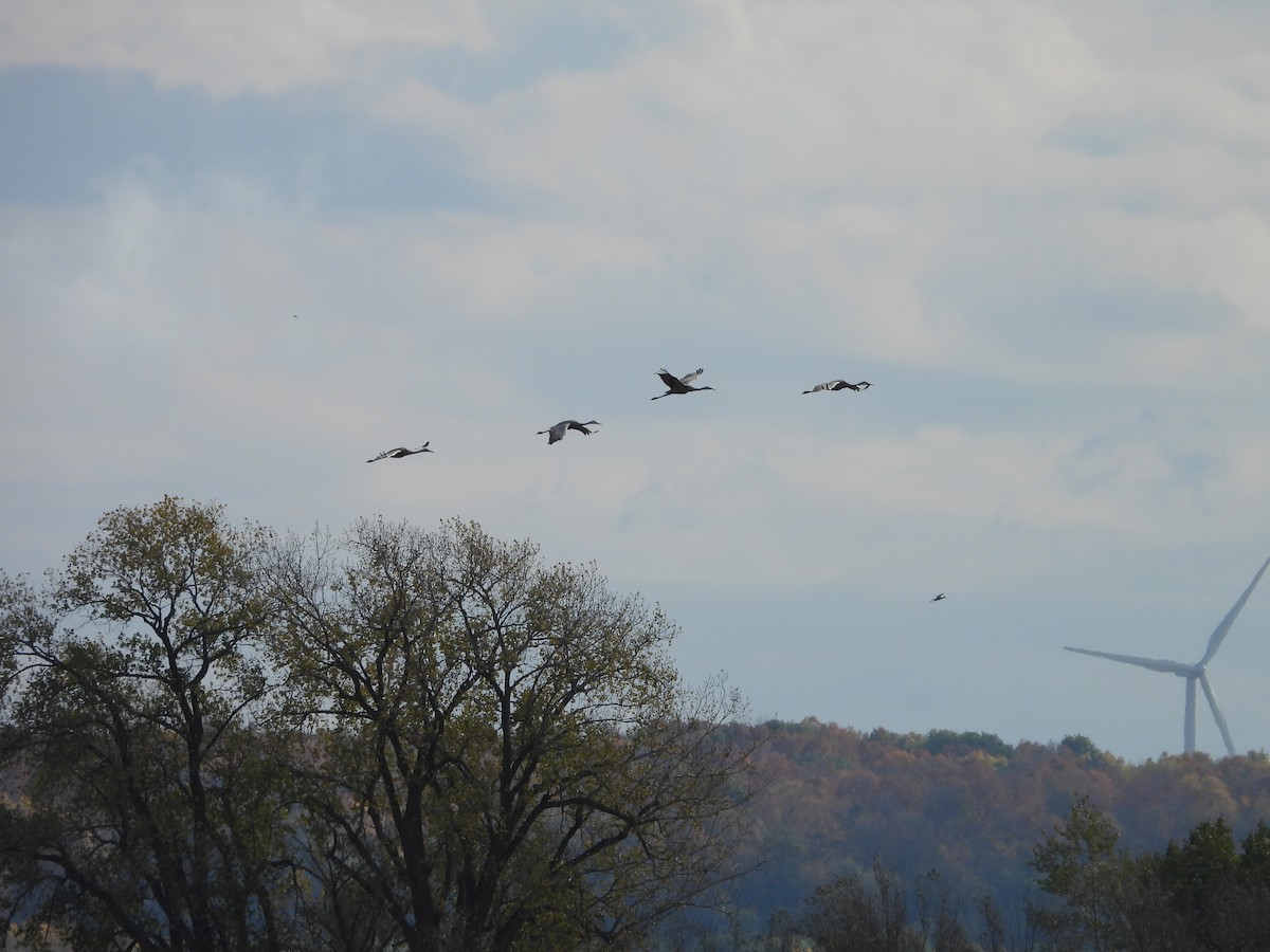 Sandhill Crane - ML644047732