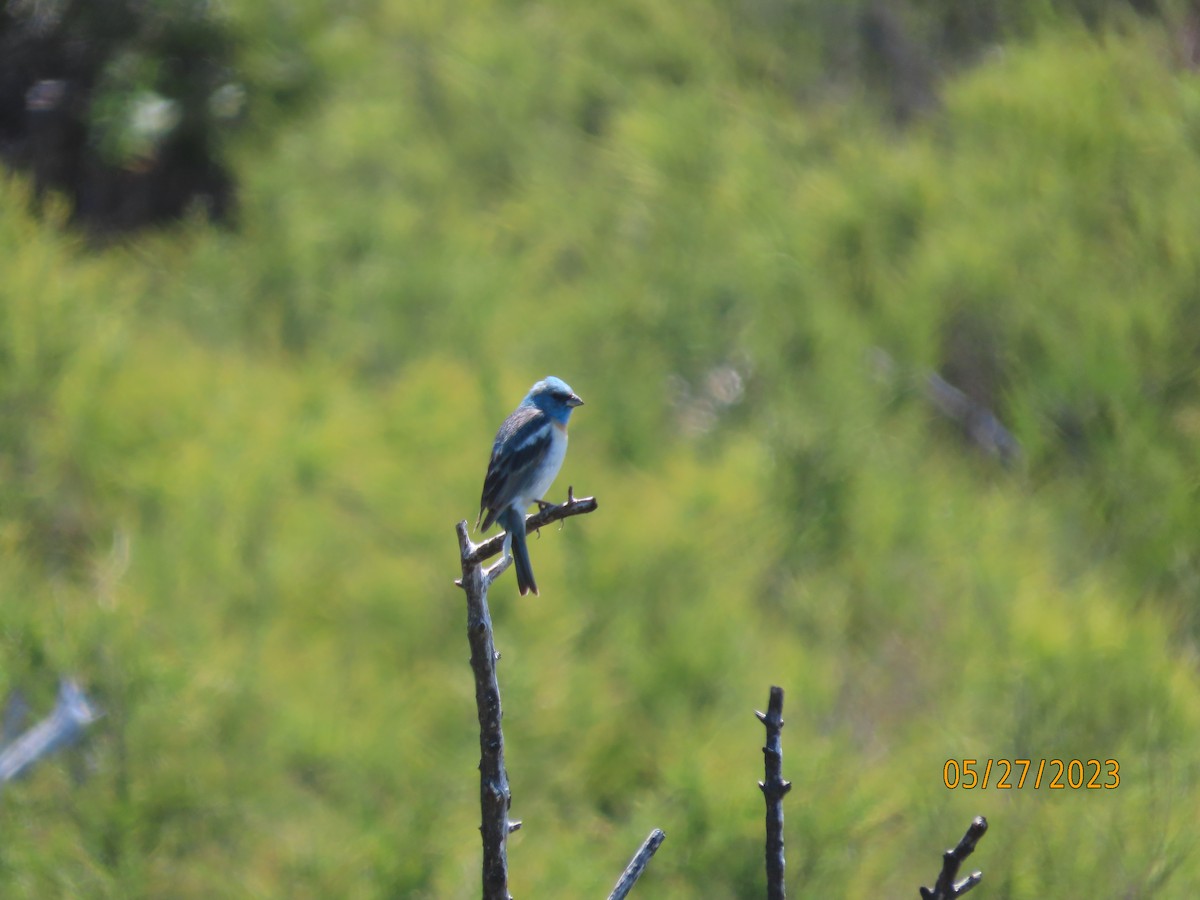 Lazuli Bunting - ML644047736