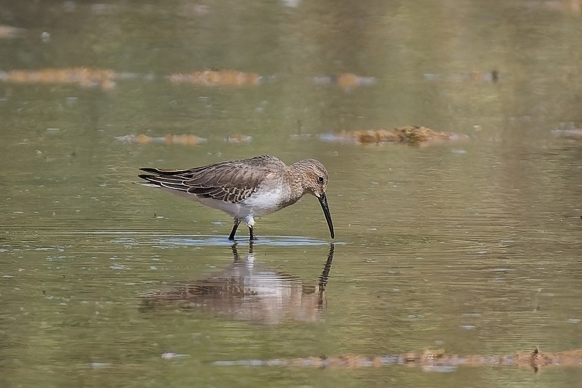 Bécasseau variable - ML644047741