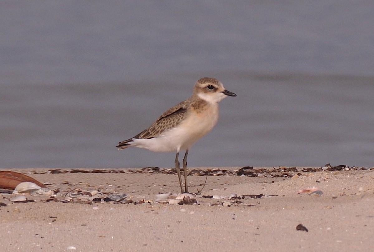 Төвд хиазат - ML644047742