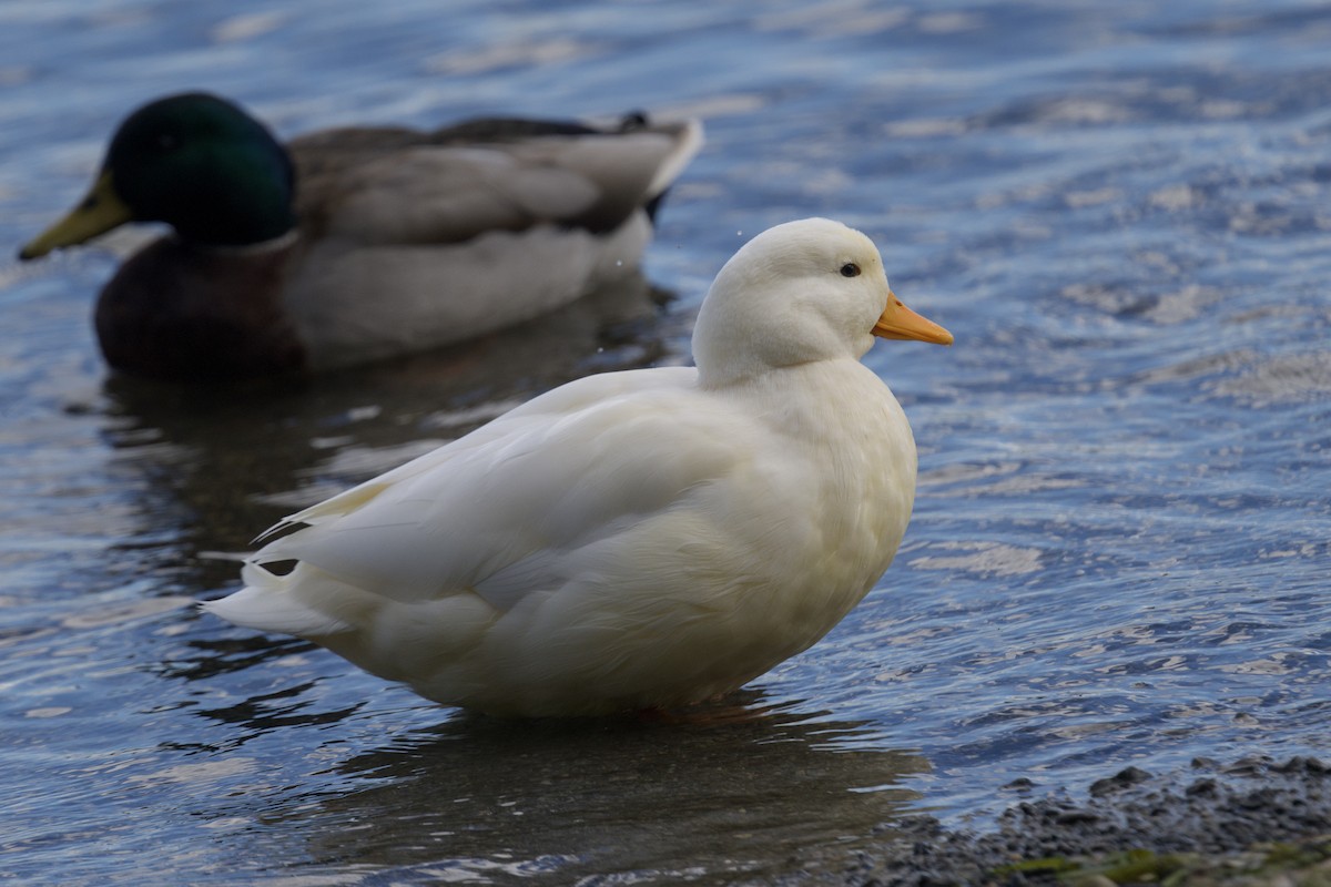 Mallard (Domestic type) - ML644047743