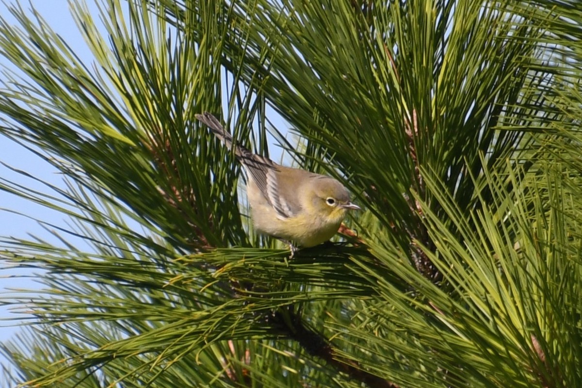 Paruline des pins - ML644047753