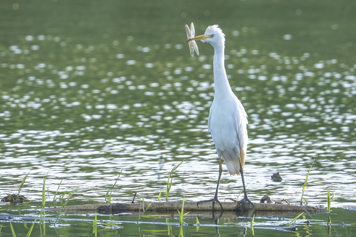 Western Cattle-Egret - ML644047761