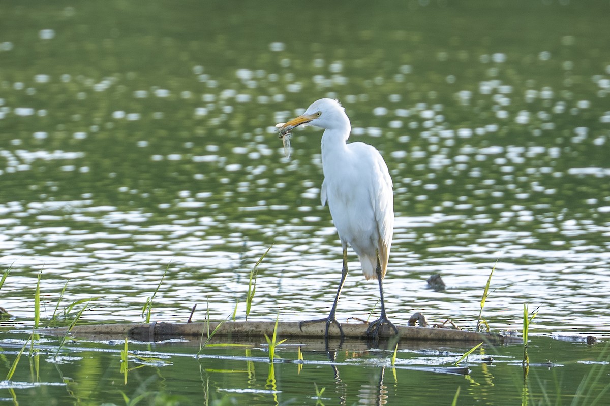 Western Cattle-Egret - ML644047767