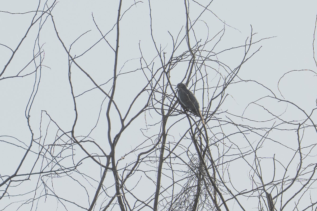 White-winged Dove - ML644047778