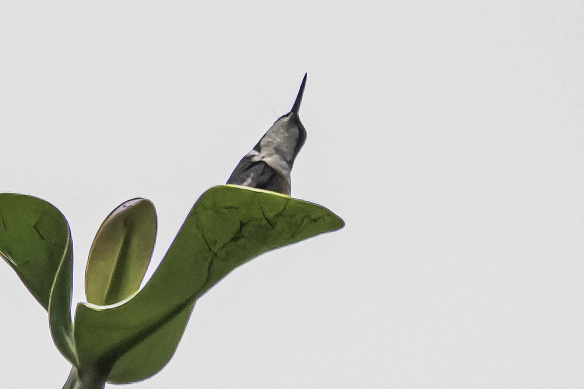 Colibrí de Mulsant - ML644047787