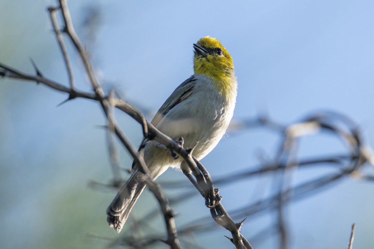 Verdin - ML644047788