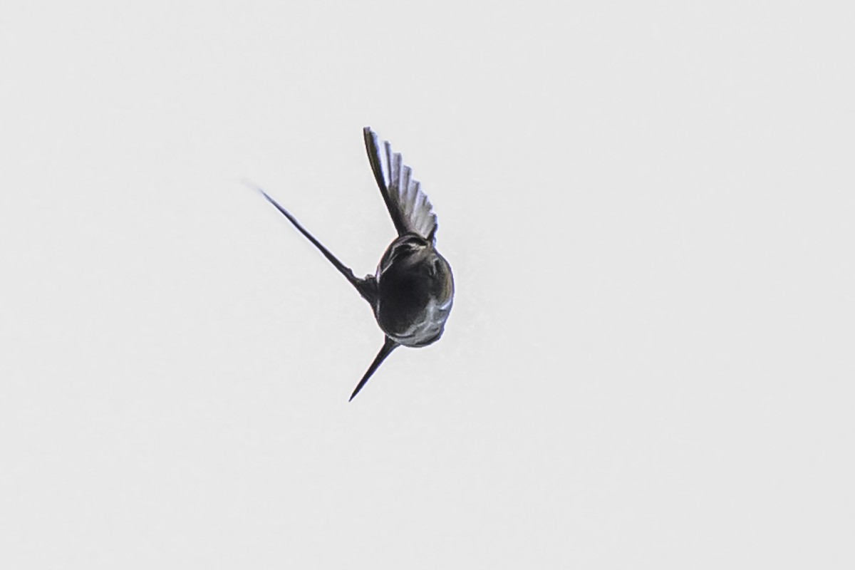 Colibrí de Mulsant - ML644047789