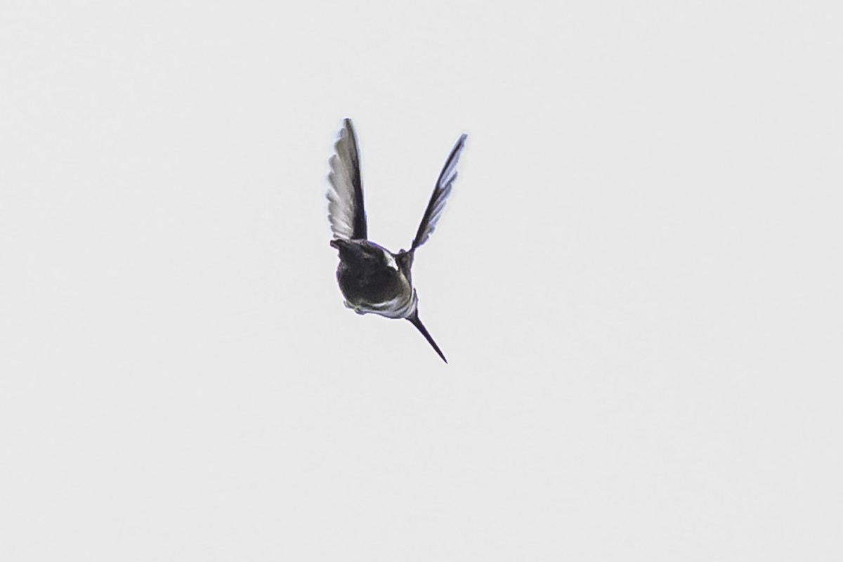 Colibrí de Mulsant - ML644047790