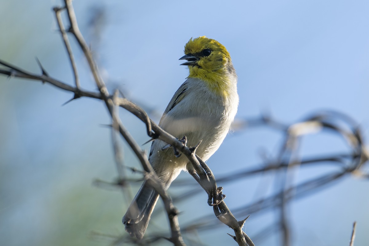 Verdin - ML644047792