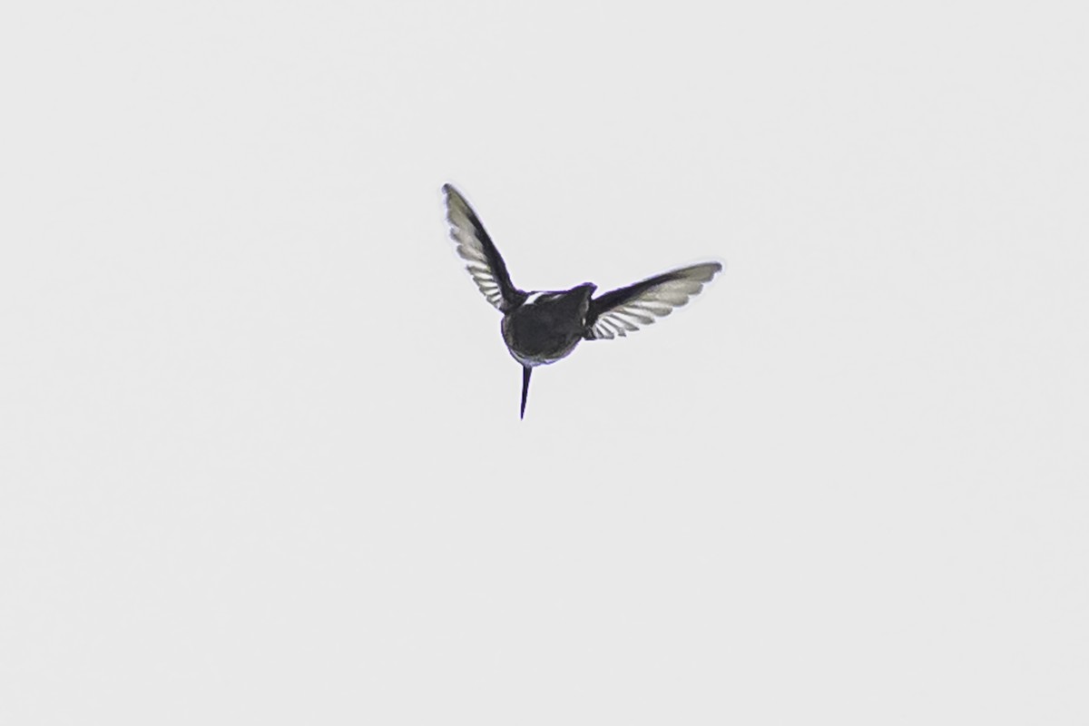 Colibrí de Mulsant - ML644047793