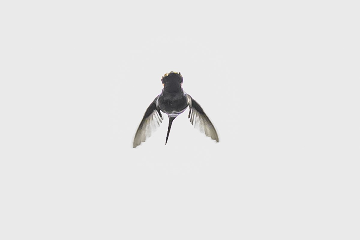 Colibrí de Mulsant - ML644047798