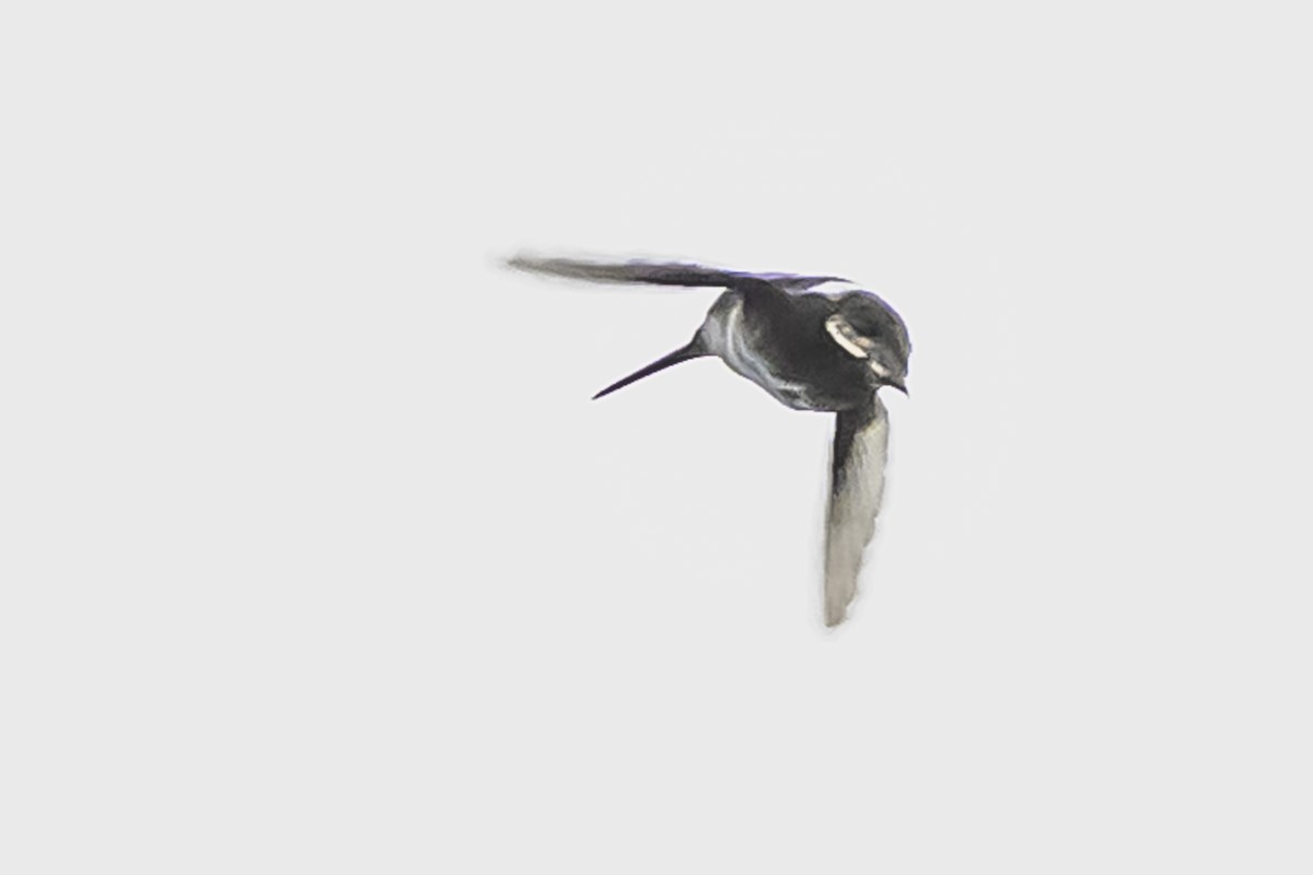 Colibrí de Mulsant - ML644047802