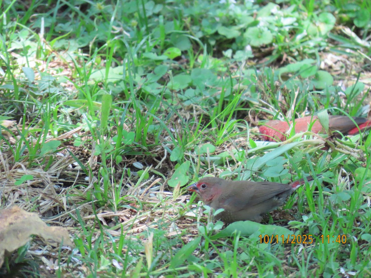 Red-billed Firefinch - ML644047818