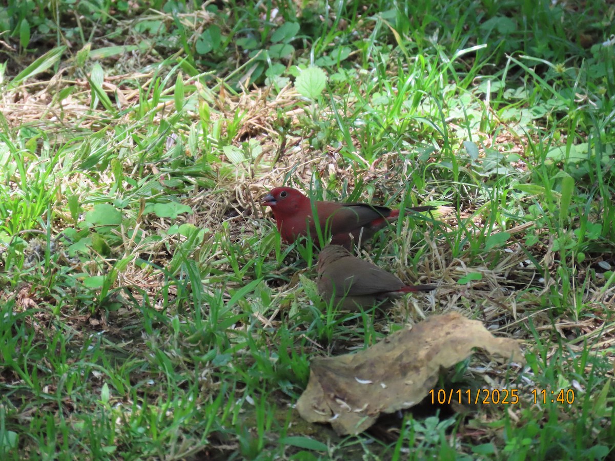 Red-billed Firefinch - ML644047819