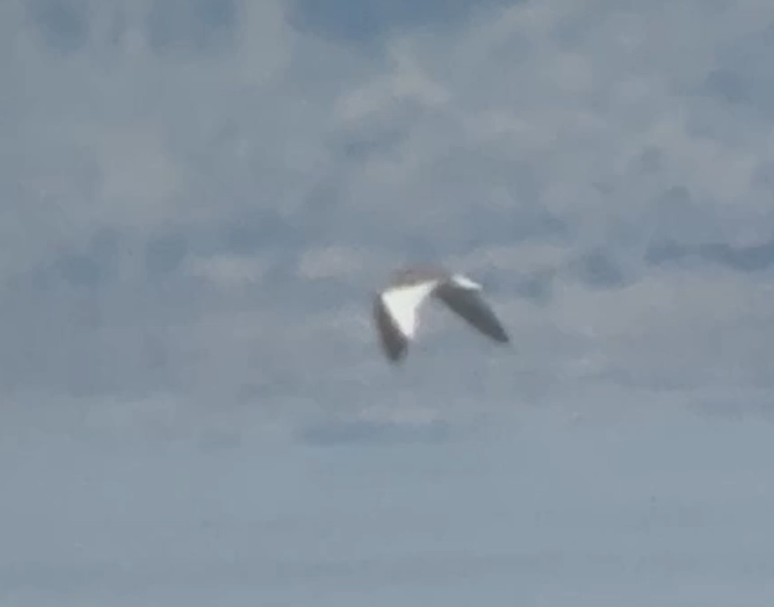 Mouette de Sabine - ML644047823