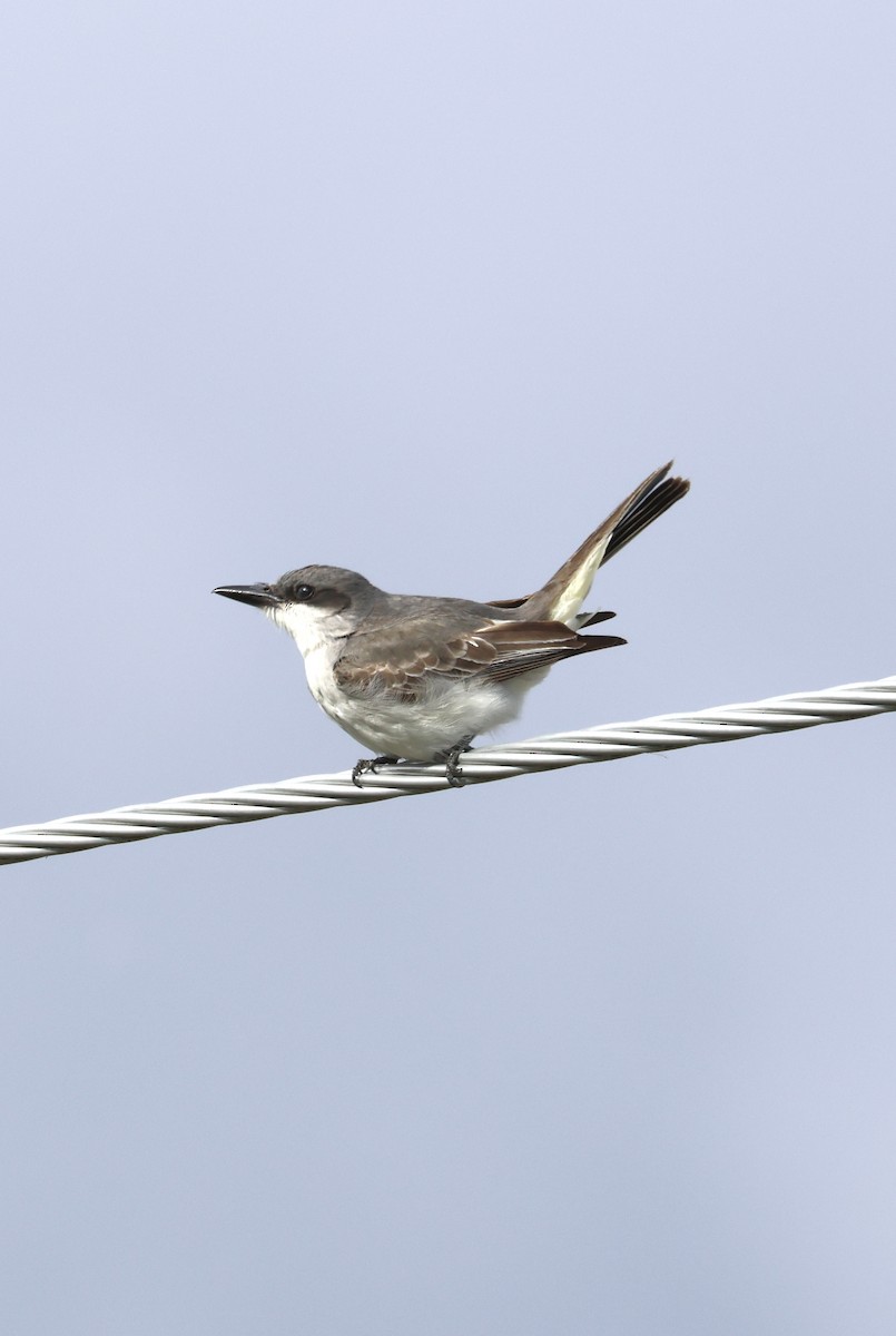 Gray Kingbird - ML644047827