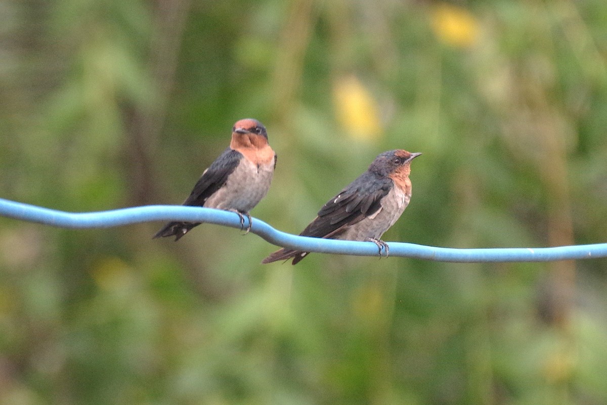 Pacific Swallow - ML644047831