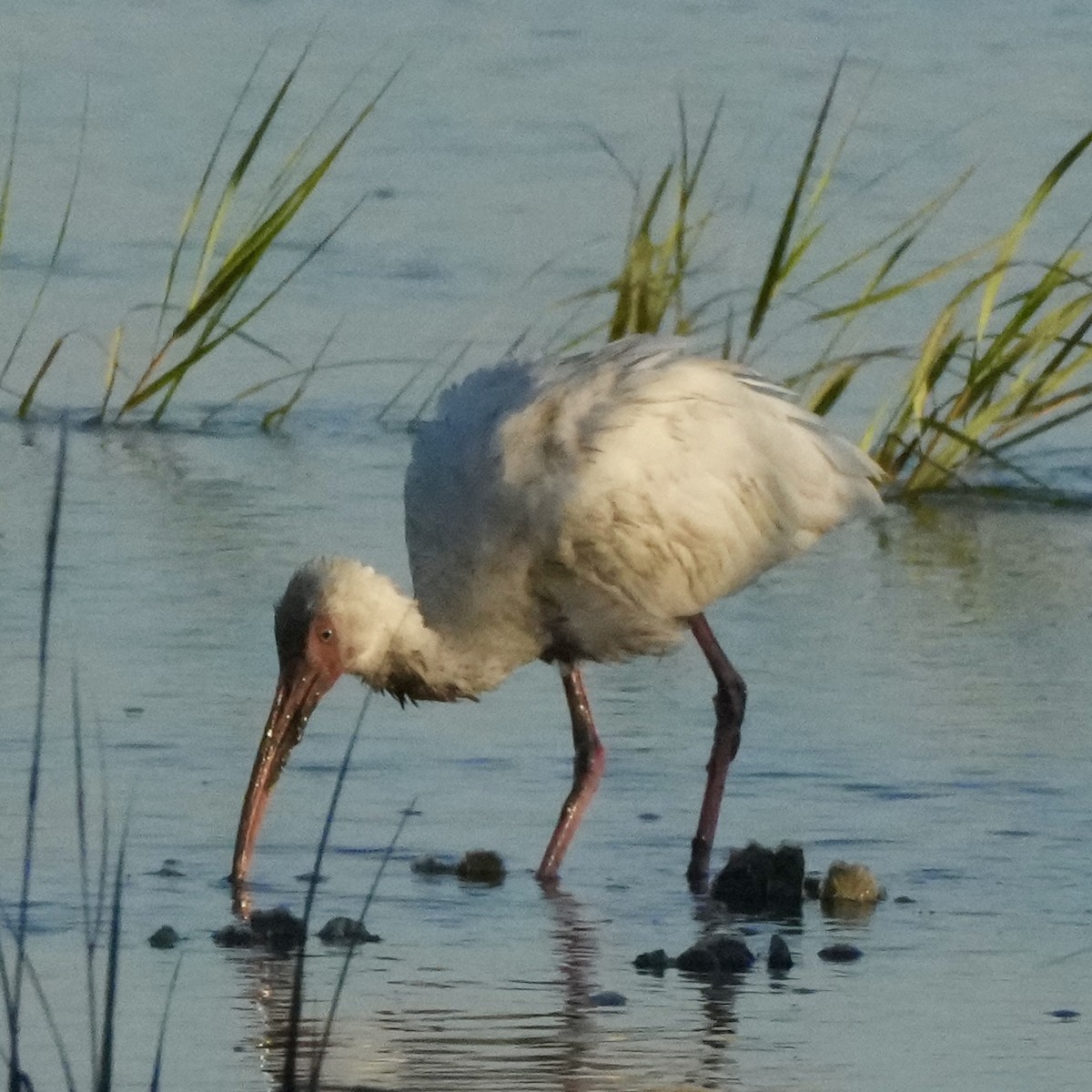 Ibis Blanco - ML644047834