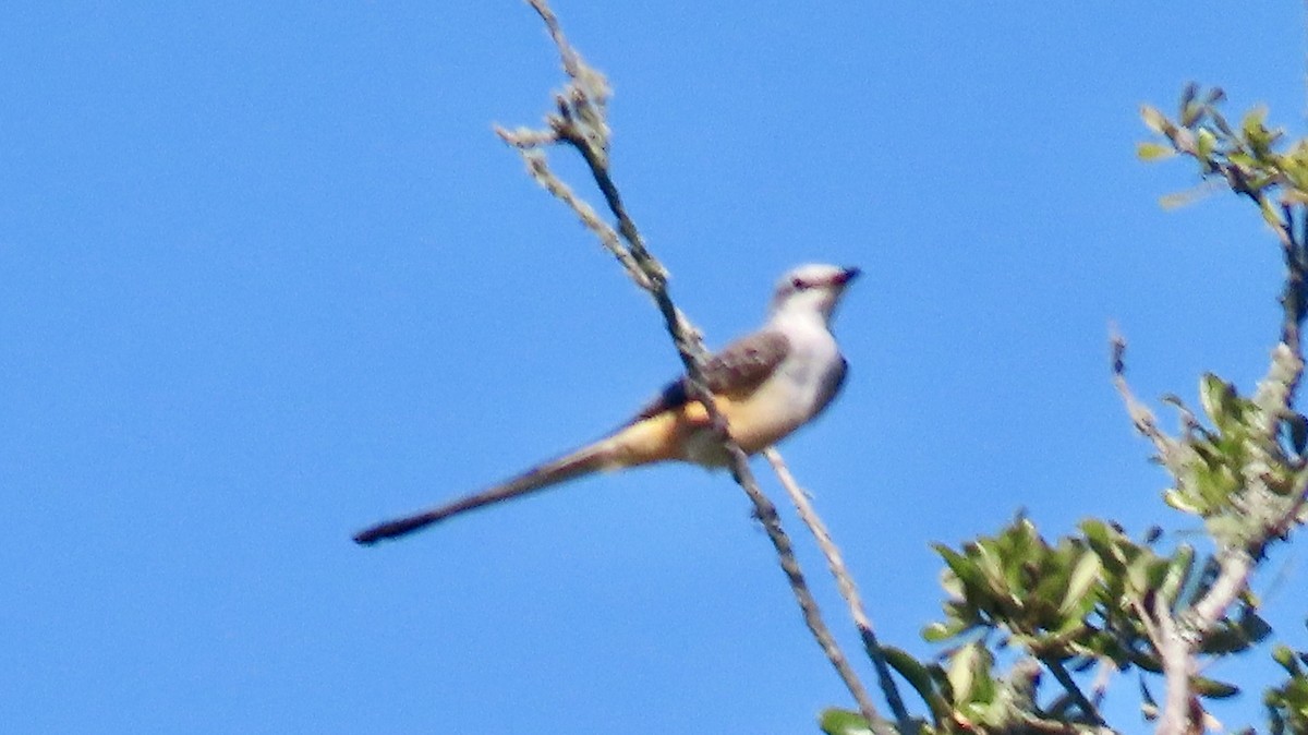 Scherenschwanz-Königstyrann - ML644047846
