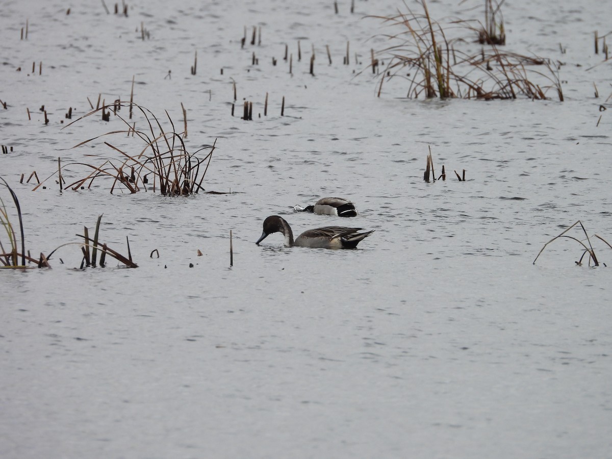 Northern Pintail - ML644047853