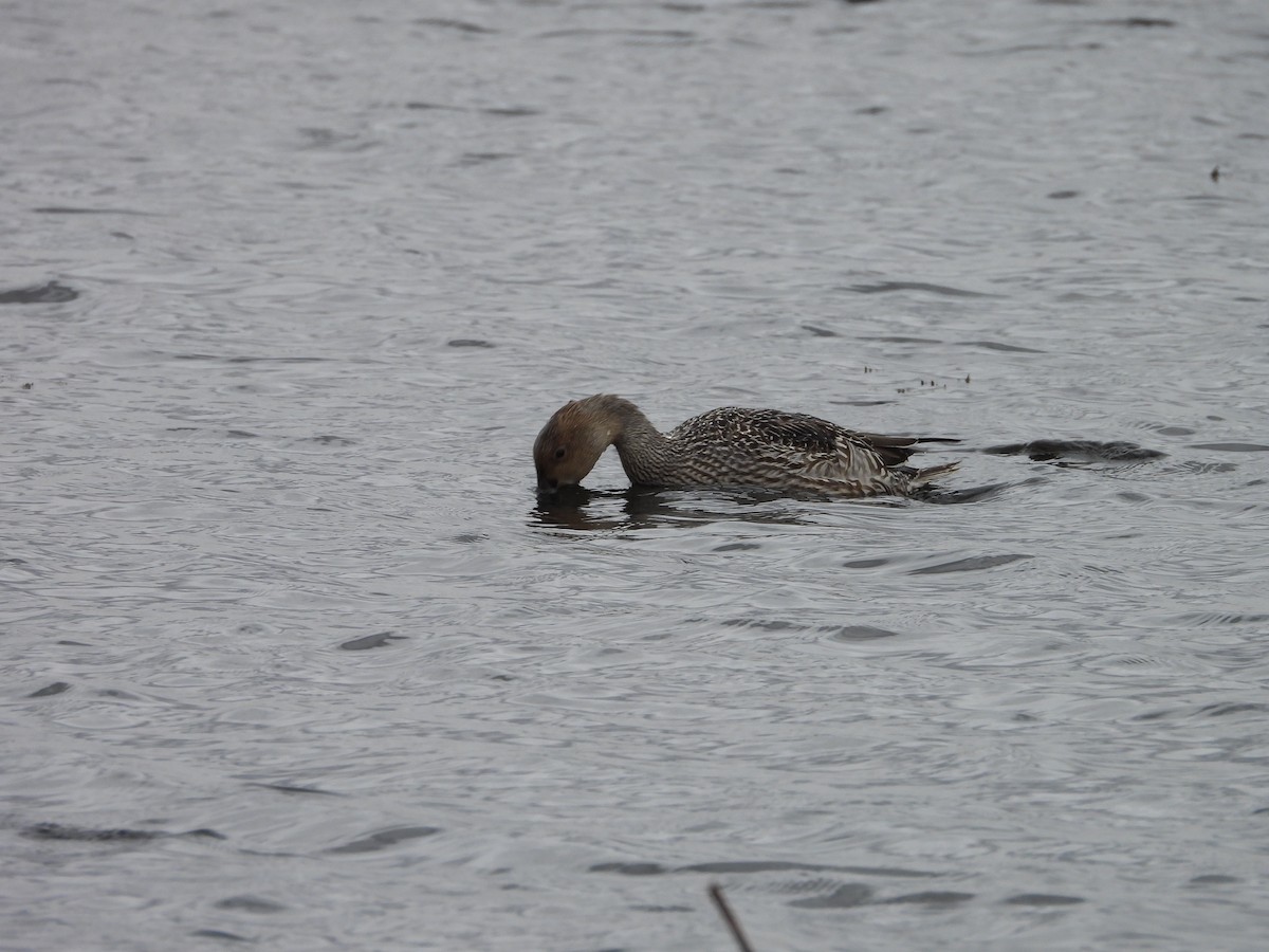 Northern Pintail - ML644047867