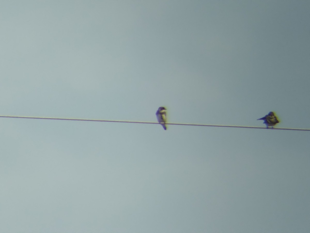 Bank Swallow - ML644047874