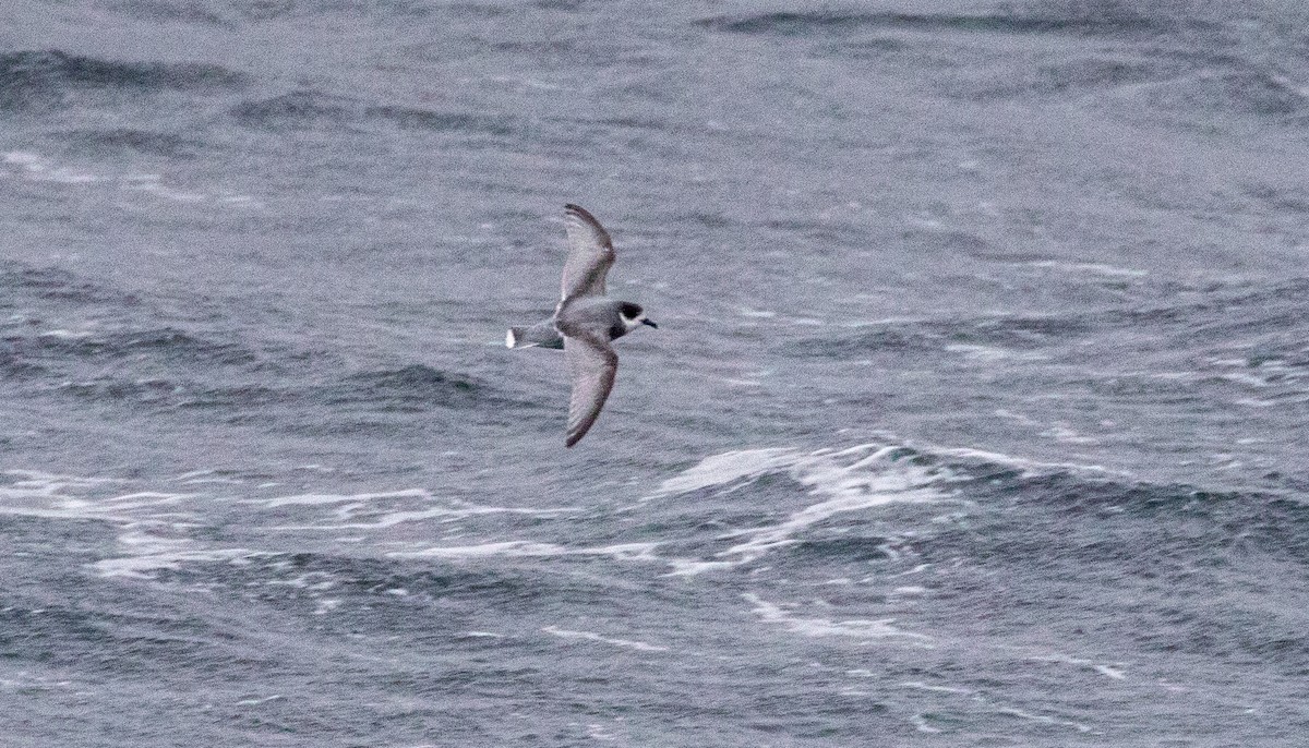 Blue Petrel - ML644047876