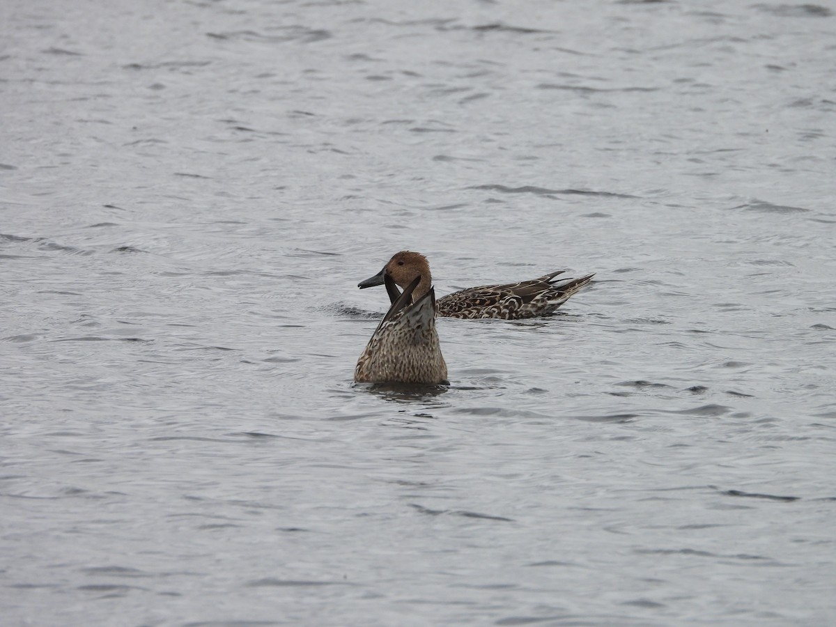Northern Pintail - ML644047879