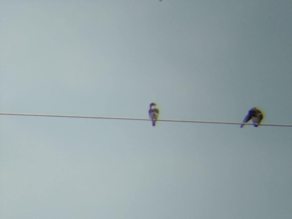 Bank Swallow - ML644047880