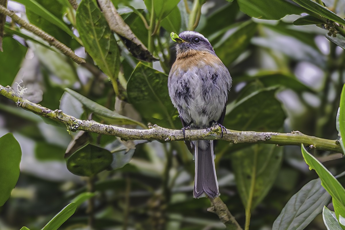 Rufous-breasted Chat-Tyrant - ML644047887