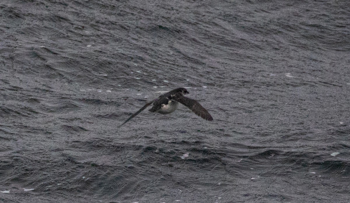 Puffinure plongeur - ML644047890