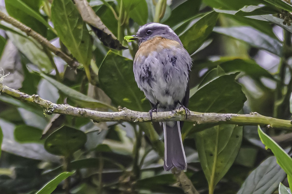 Rufous-breasted Chat-Tyrant - ML644047891