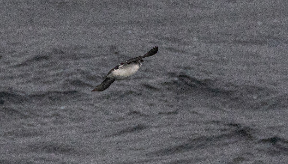 Puffinure plongeur - ML644047892